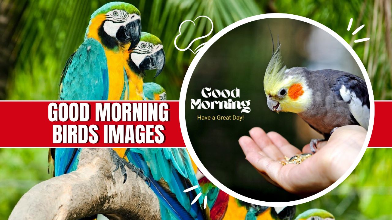 101+ Good Morning Birds Images: Birds Welcome Day