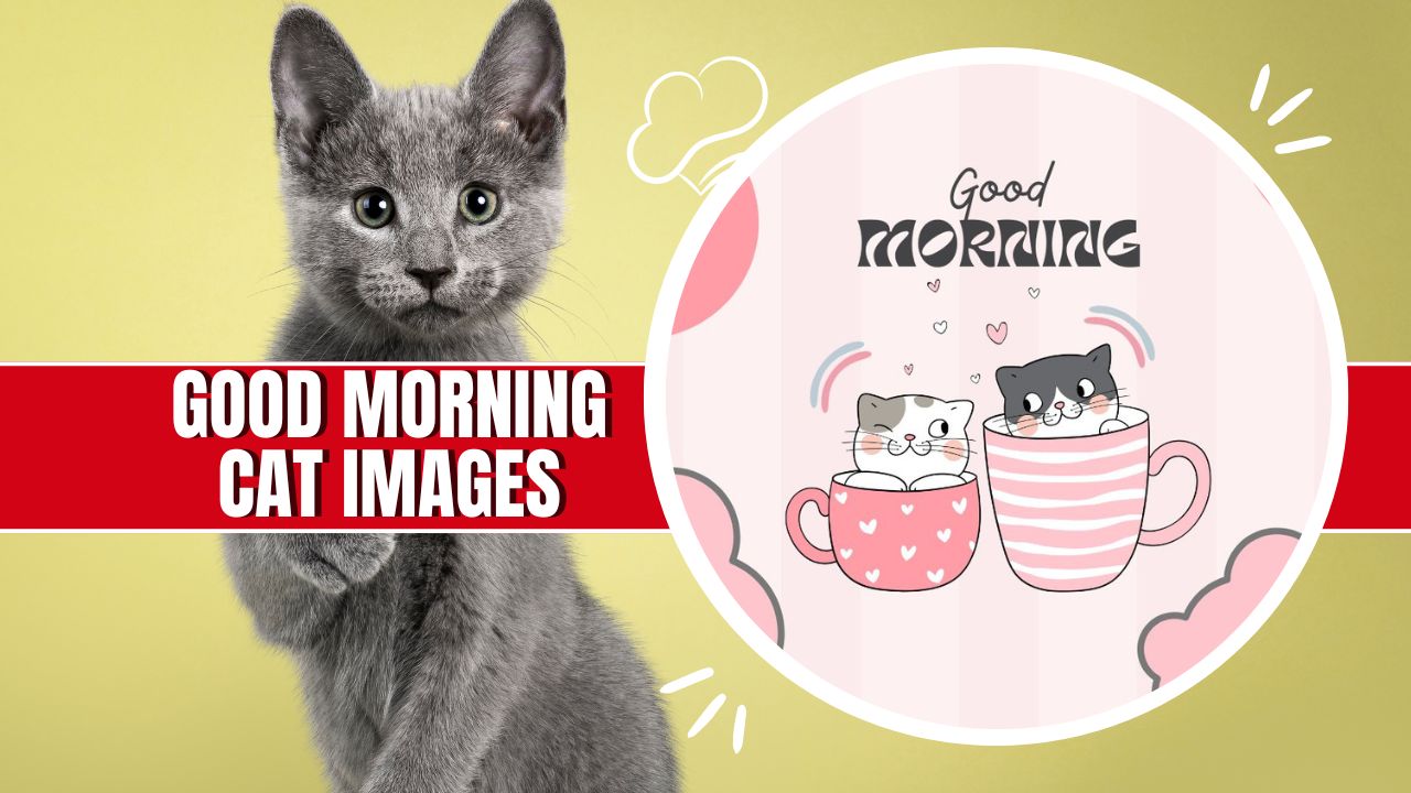 61+ Good Morning Cat Images: Meow and Good Morning!